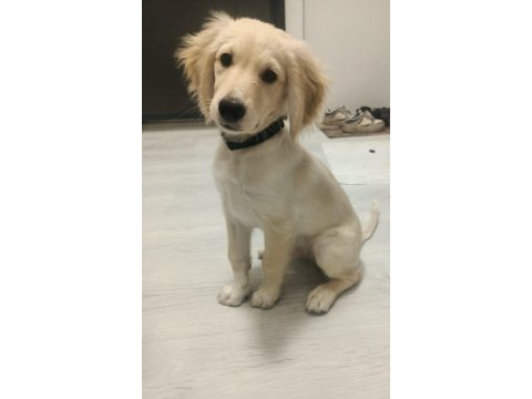 3 aylık erkek aşıları tam golden retriever