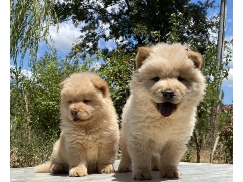 Chow chow çin aslanı