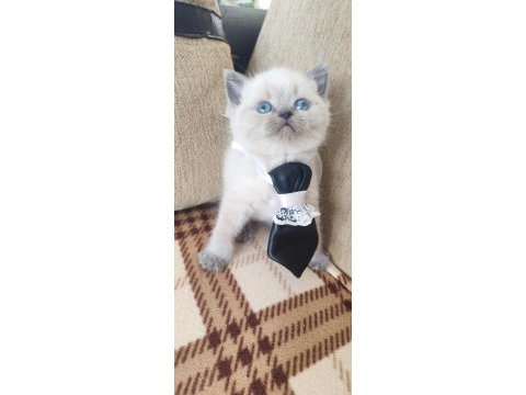 British shorthair blue point
