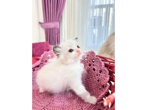 Şampiyon genetikli safkan ragdoll yavruları