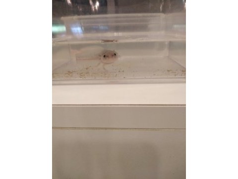 Bebek axolotl sağlıklı ve keyifli