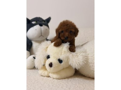 Orjinal 0 numara toy poodle yavrularımız