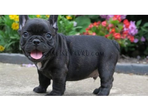French bulldog