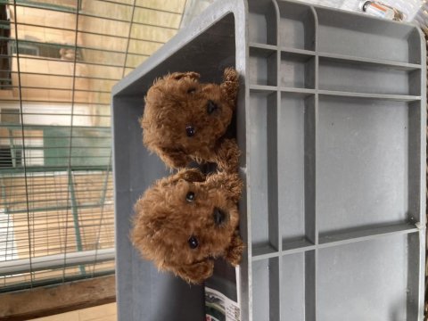 A klass toy poodle yavrular