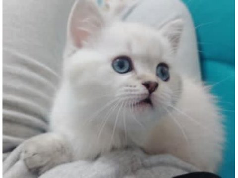2 aylık blue point dişi bebek british shorthair
