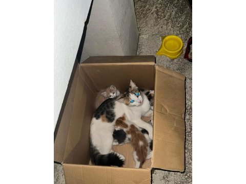 Yavru kedileri poşetle çöpe atmışlar