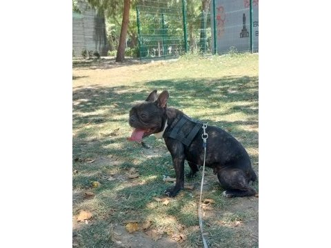 Tuvalet eğitimli sessiz sakin dişi french bulldog kızımız