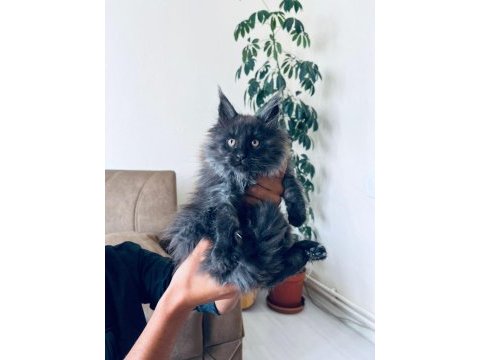 Güzel maine coon bebekler
