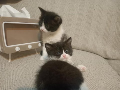 Anne british shorthair yavrulari