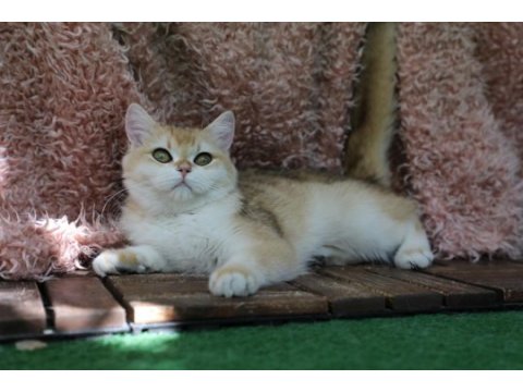 Anne baba şecereli golden ny12 safkan dişi british shorthair