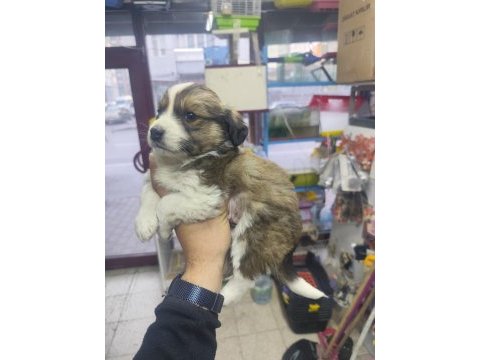 Rus finosu yavru köpeğimiz