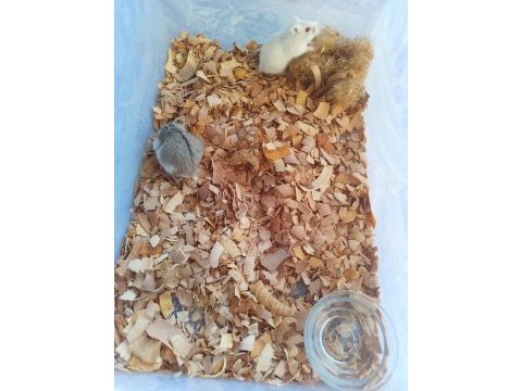 Hamile gonzales hamster