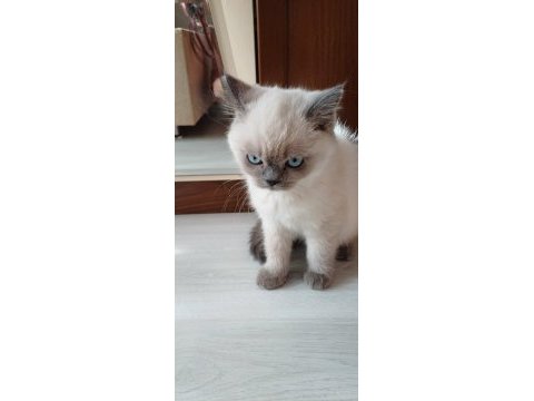 British scottish dişi erkek kedi vardır