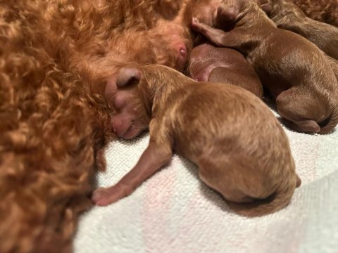 Haftalık korepoodle bebeklerimiz yeni yuvasını arıyor