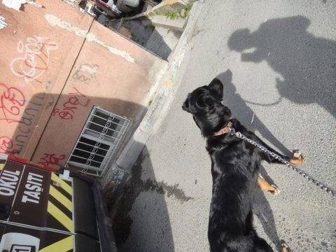 8 aylık rottweiler köpeğim gölge çok oyuncu ve sevecen