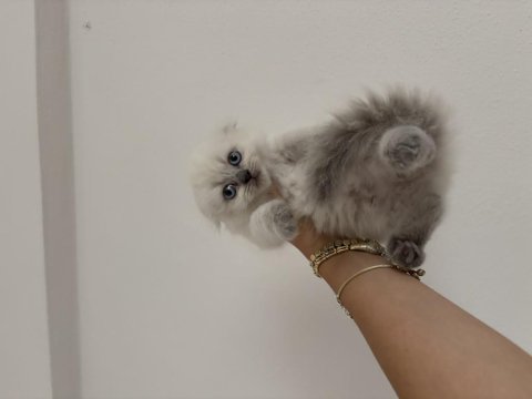 Scottish fold longhair