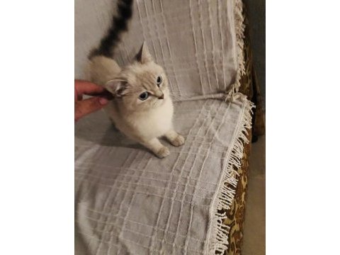 Blue point british shorthair