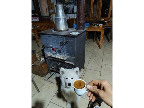 Samoyed dişi 1,5 yaşında