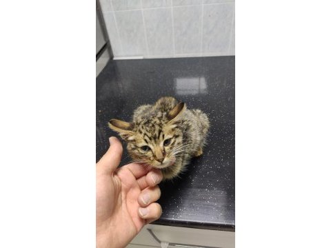 3 aylık tatlı bebek