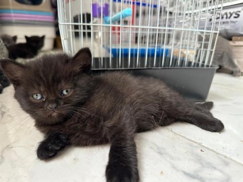 Yeni yavru british shorthair