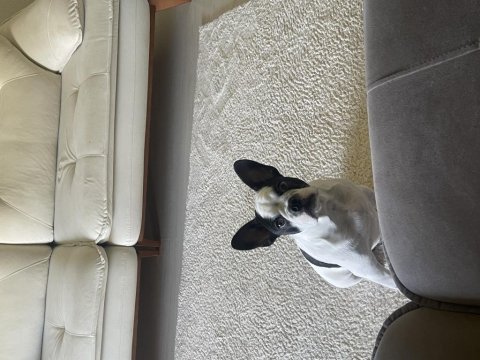 Erkek french bulldog köpeği