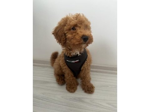 Koyu renk dişi poodle