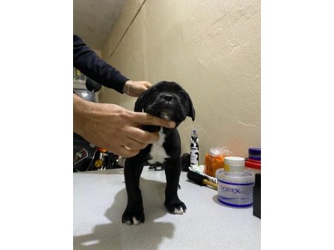 A class şecereli kaliteli cane corso yavru