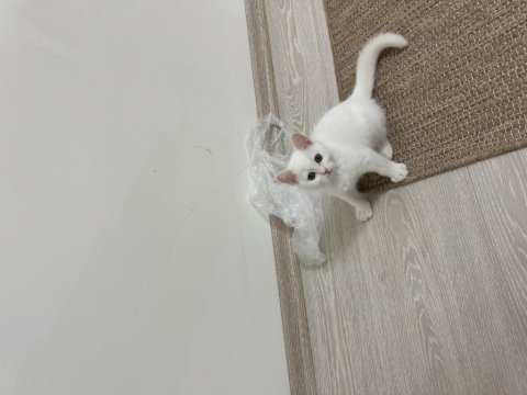British shorthair yavru erkek