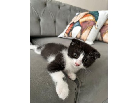 Bu tatlı scottish fold yavruları sahiplendirmek istiyoruz