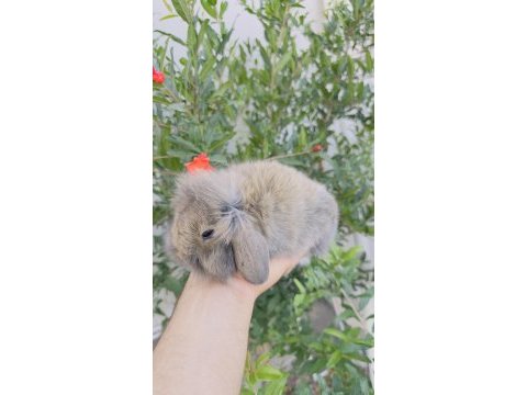 Aguti hollanda lop dişi