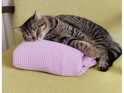Kısır çipli scottish fold erkek kedime yeni yuva arıyoruz