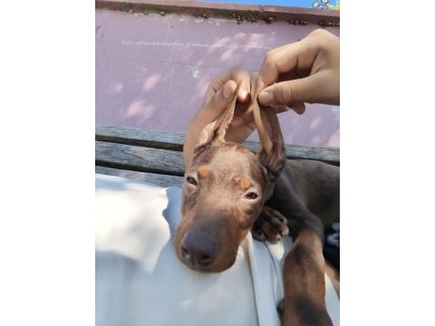 Kızıl doberman