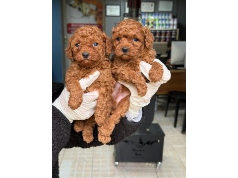 Sevimli poodle bebekler