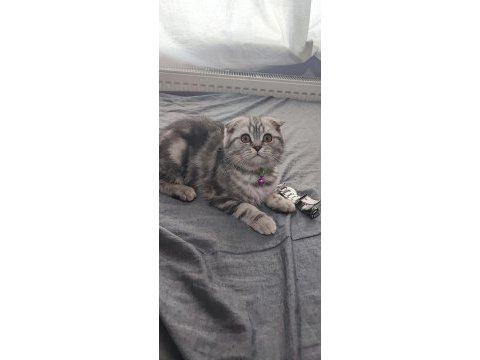 4 aylık scottish fold