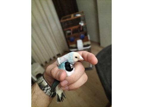 Mavi silver takım hazır ispinoz