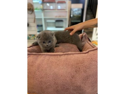 Scottish fold yavrumuz