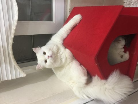 Pamuk british longhair kızım