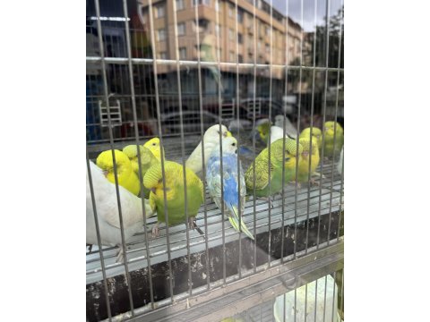 Bebek muhabbet kuşu yeni yeme düştü