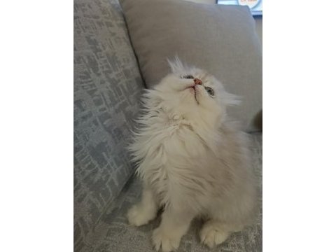 Safkan erkek kedimiz