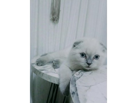 Dişi blue point sakin scottish fold yavru