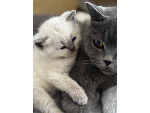 British ve scottish blue point longhair yavrularım mevcut