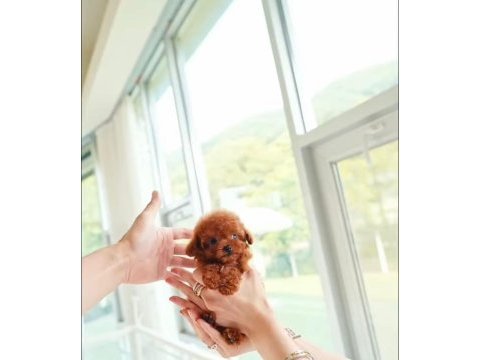 Micro boy poodle yavrularımız