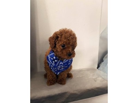 Poodle yavru erkek