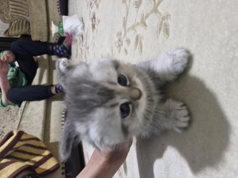60 günlük scottish fold yavrularımız cok uyguna