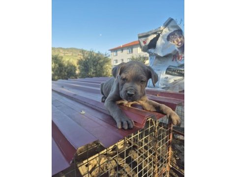 Cane corso yavrularımız