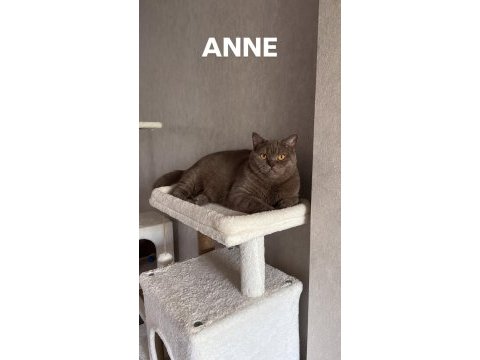 Rezerveye açık çikolata kediler