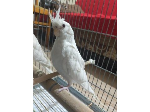 Yeni yeme düşen albino kırmızı göz sultan papağanı
