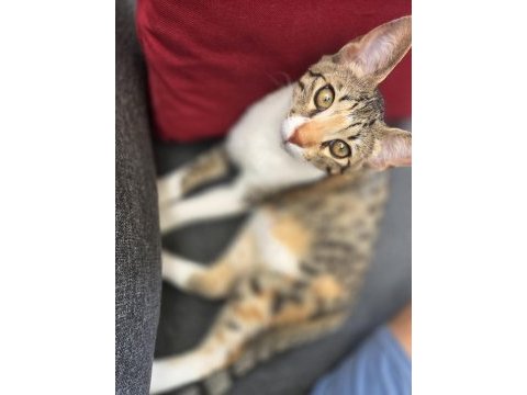 4 aylık kedimiz yeni evini arıyor