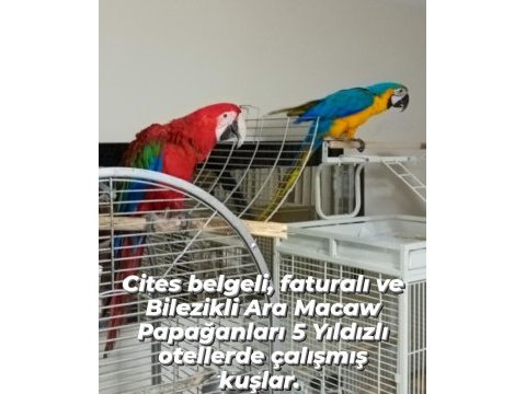 Ara macaw papağanı 11 aylık