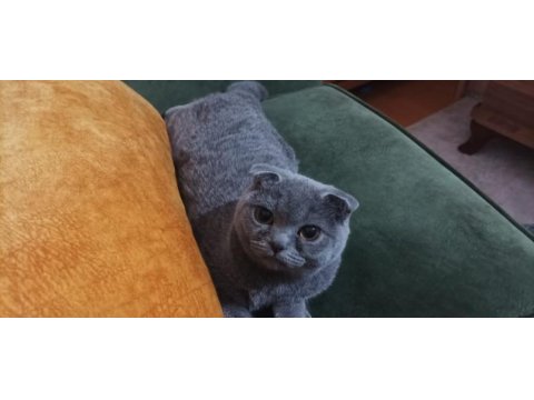 Altı aylık dişi scottish fold kedimi sahiplendiriyorum